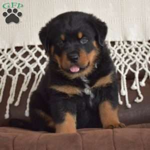 Ajax, Rottweiler Mix Puppy